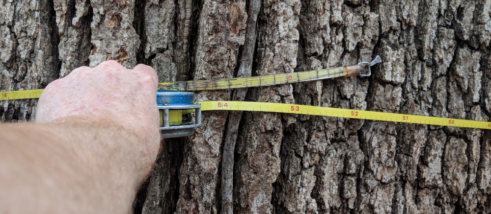 large diameter tree