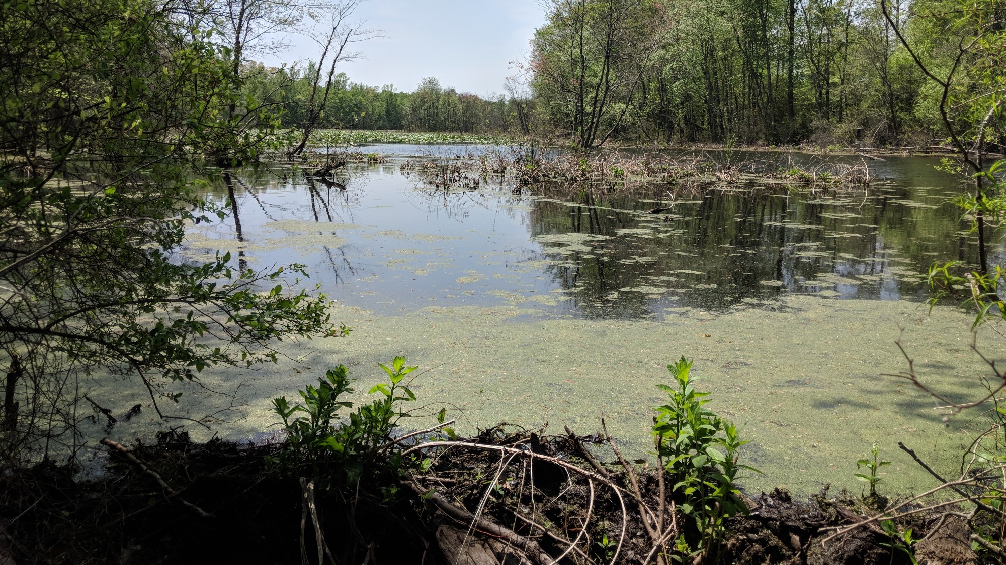 swamp pic